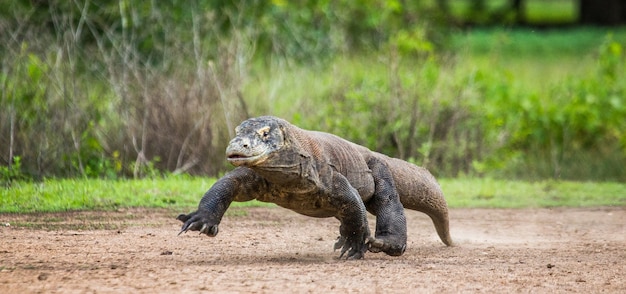 Komodo dragon is running along the ground. Indonesia. Komodo National Park.