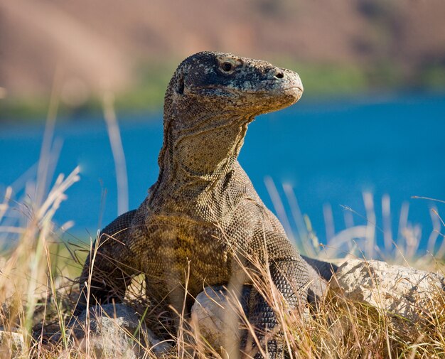 Komodo dragon is sitting on the ground against the backdrop of stunning scenery. Indonesia. Komodo National Park.