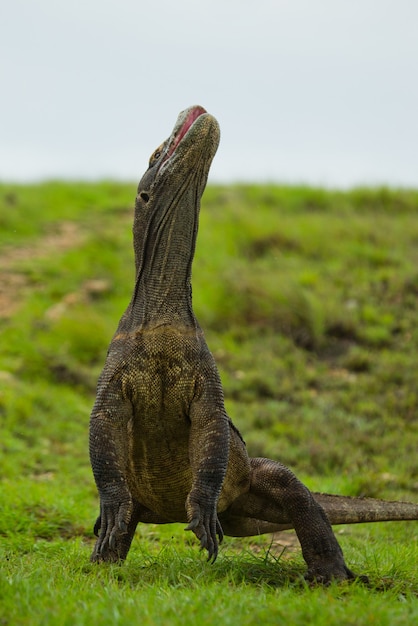 Komodo dragon is standing upright on their hind legs. indonesia. komodo national park