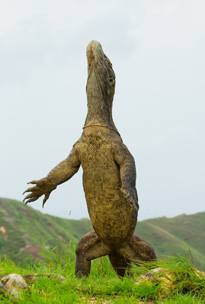 Il drago di komodo è in piedi sulle zampe posteriori. indonesia. parco nazionale di komodo.