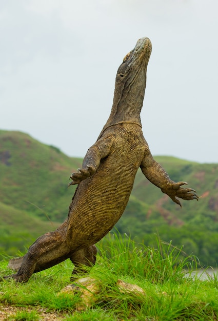 Komodo dragon is standing upright on their hind legs. Indonesia. Komodo National Park.