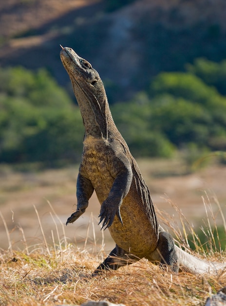 Komodo dragon is standing upright on their hind legs. Indonesia. Komodo National Park.