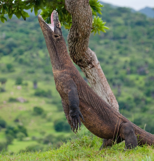 Komodo dragon is standing upright on their hind legs. Indonesia. Komodo National Park.