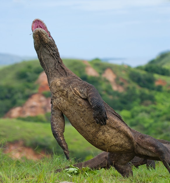 コモドオオトカゲは後ろ足で直立しています。インドネシア。コモド国立公園。