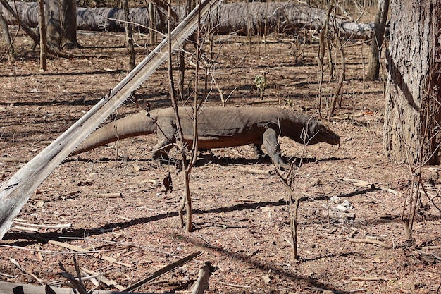 コモドドラゴンは、インドネシアのコモド国立公園で地面を歩いています。