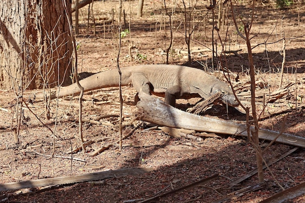 コモドドラゴンは、インドネシアのコモド国立公園で地面を歩いています。