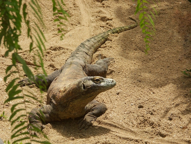 Komodo dragon Komodo monitor lizard Young monitor lizard crawling on sand on island Bali Indonesia