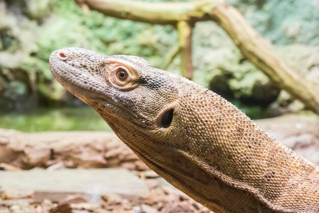 Komodo dragon looking closely something