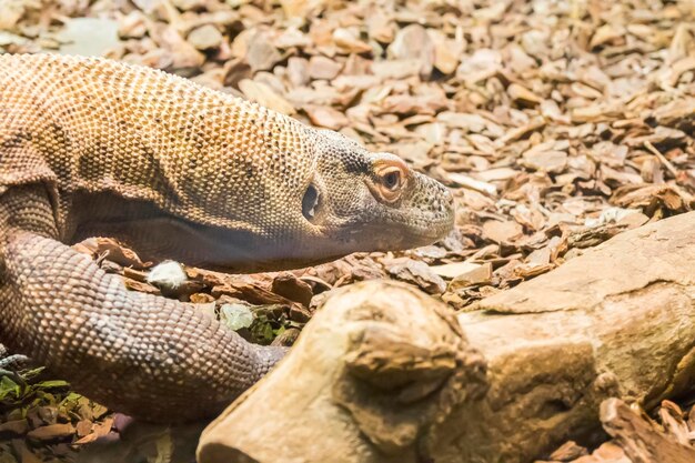 Komodo dragon looking closely something