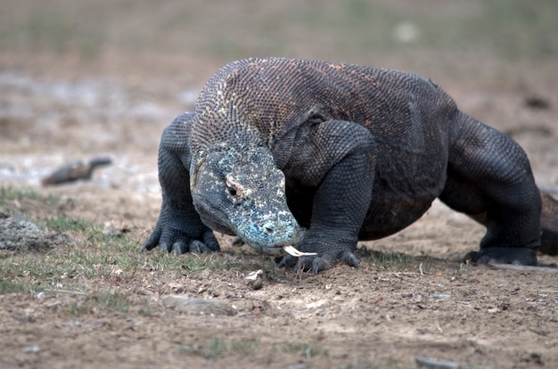 Ritratto del drago di komodo. isola di komodo. indonesia