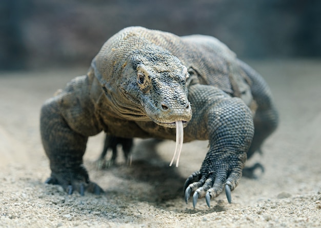 Il drago di komodo cammina verso la telecamera con la lingua sporgente