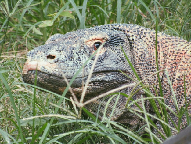 Komodo Dragon