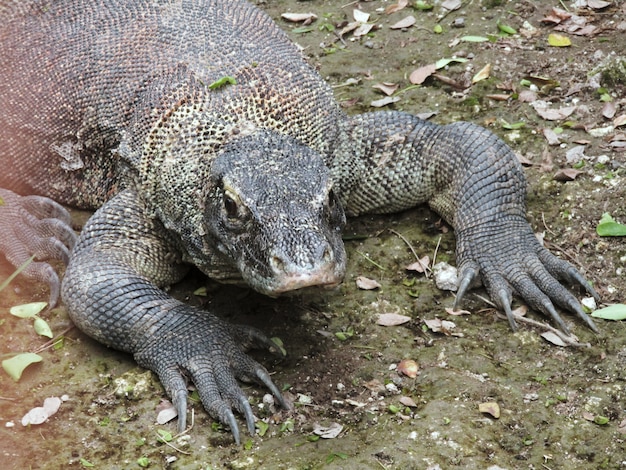 Photo komodo dragon