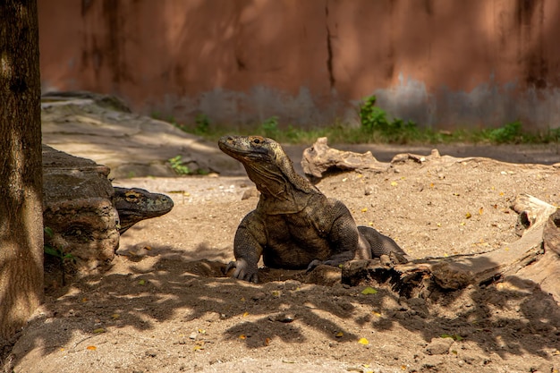 Komodo Dragon