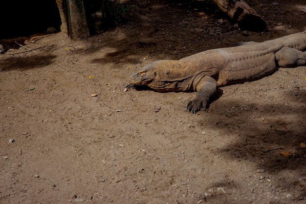 Komodo Dragon