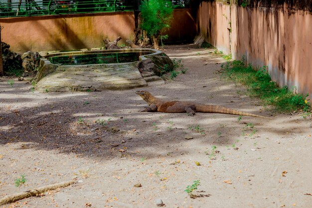 Komodo Dragon