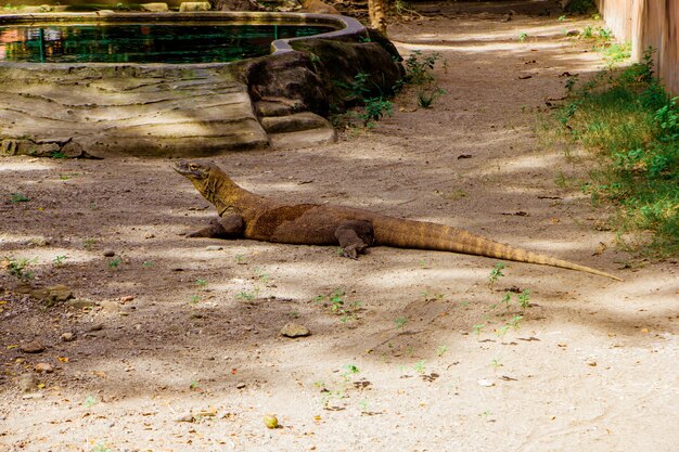 Komodo Dragon