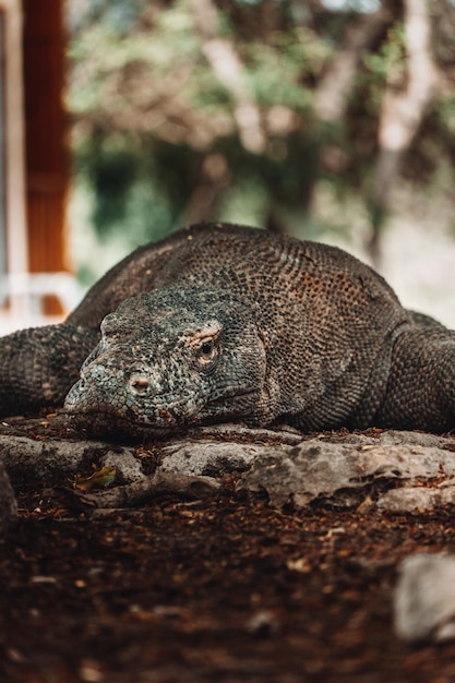 Photo komodo dragon