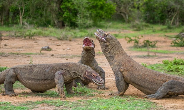 Komodo dragons are eating their prey. Indonesia. Komodo National Park.