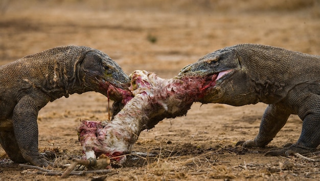 Komodo dragons are eating their prey. Indonesia. Komodo National Park.