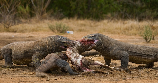 Komodo dragons are eating their prey. Indonesia. Komodo National Park.