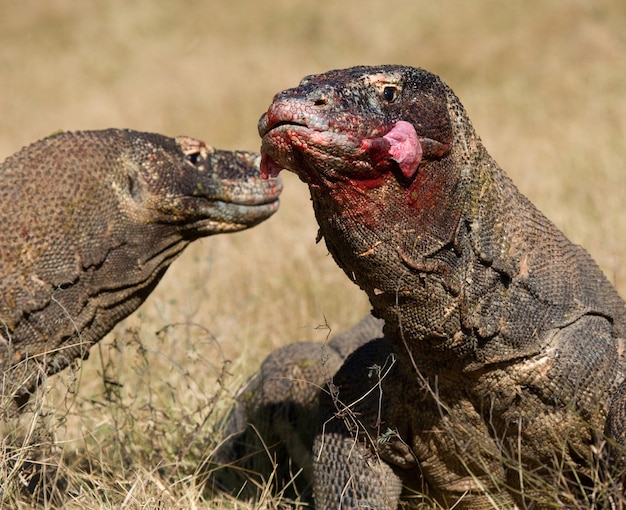 I draghi di komodo stanno mangiando la loro preda. indonesia. parco nazionale di komodo.