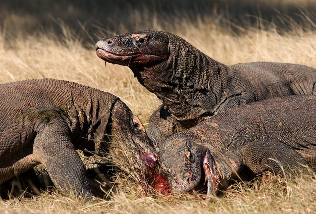 コモドオオトカゲは獲物を食べています。インドネシア。コモド国立公園。