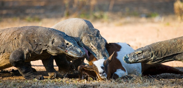 コモドオオトカゲは獲物を食べています。インドネシア。コモド国立公園。