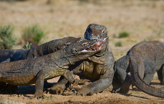 Komodo dragons are eating their prey. Indonesia. Komodo National Park.