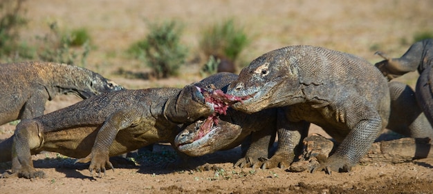 Komodo dragons are eating their prey. Indonesia. Komodo National Park.