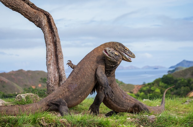 Комодские драконы сражаются друг с другом. Индонезия. Национальный парк Комодо.