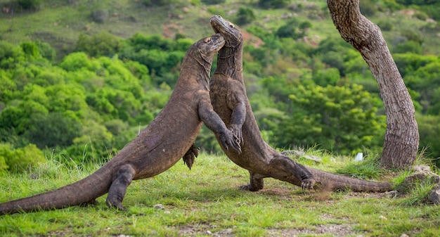 Komodo-draken vechten met elkaar. Indonesië. Komodo Nationaal Park.