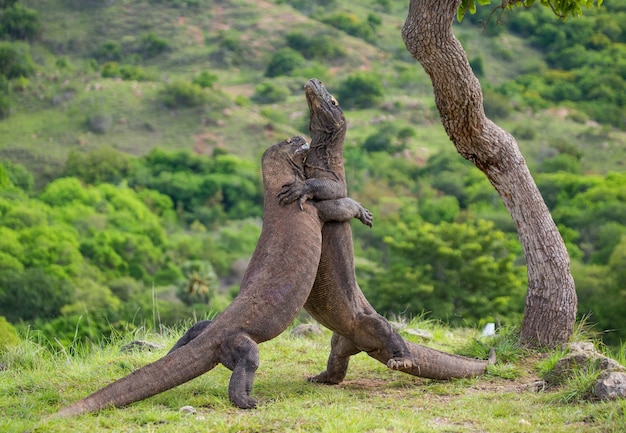 Komodo-draken vechten met elkaar. Indonesië. Komodo Nationaal Park.