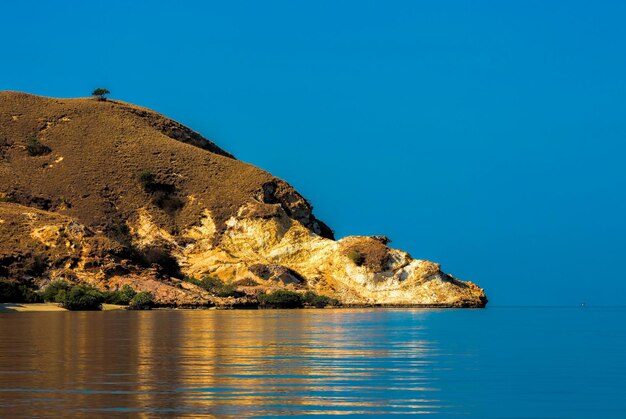 Foto komodo sull'isola di komodo