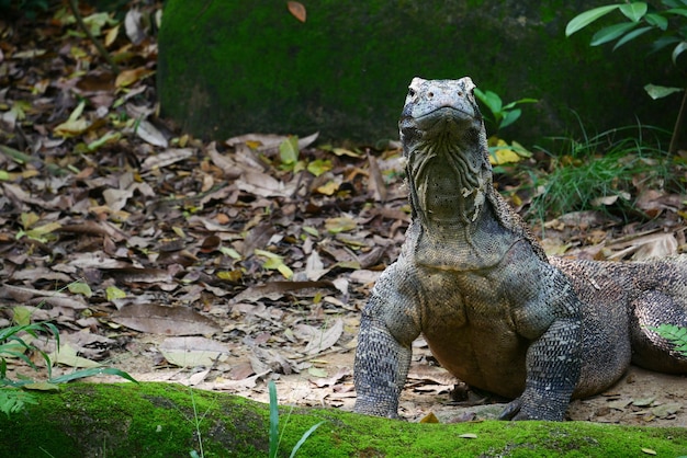 Komodovaraan beweegt zijn nek