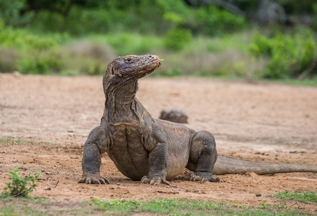 Komodovaraan is op de grond. Indonesië. Komodo Nationaal Park.