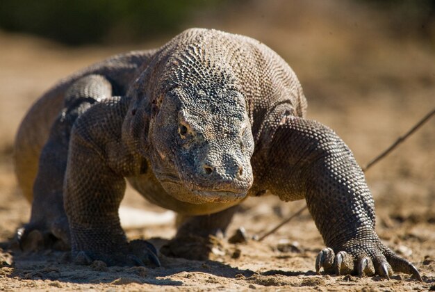 Komodovaraan is op de grond. Indonesië. Komodo Nationaal Park.