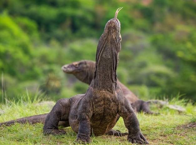 Komodovaraan is op de grond. indonesië. komodo nationaal park.