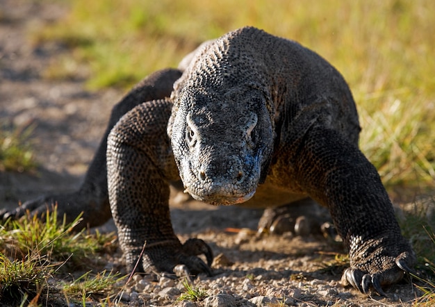 Komodovaraan is op de grond. Indonesië. Komodo Nationaal Park.