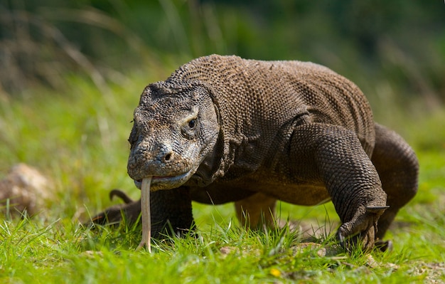 Komodovaraan is op de grond. Indonesië. Komodo Nationaal Park.