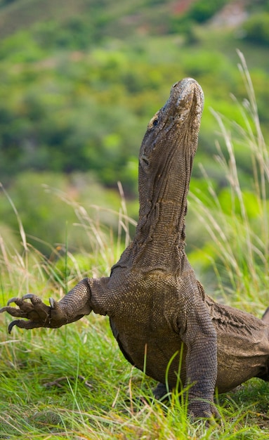 Komodovaraan is op de grond. indonesië. komodo nationaal park.