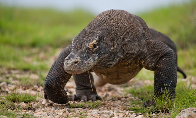 Komodovaraan is op de grond. Indonesië. Komodo Nationaal Park.