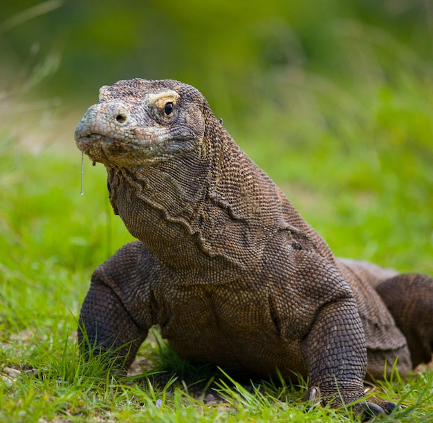 Komodovaraan is op de grond. Indonesië. Komodo Nationaal Park.