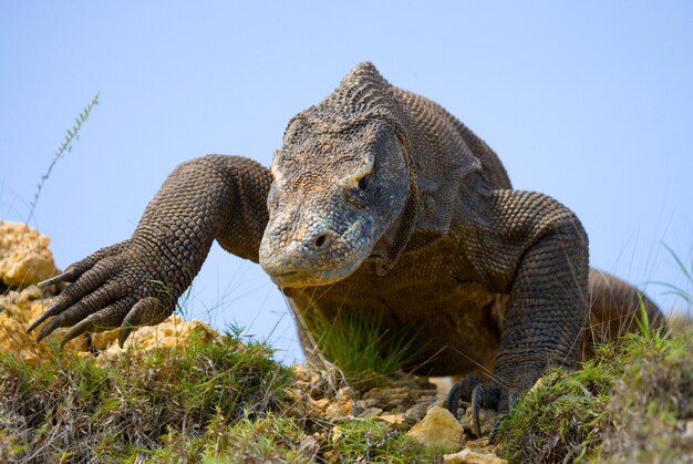 Komodovaraan is op de grond. Indonesië. Komodo Nationaal Park.