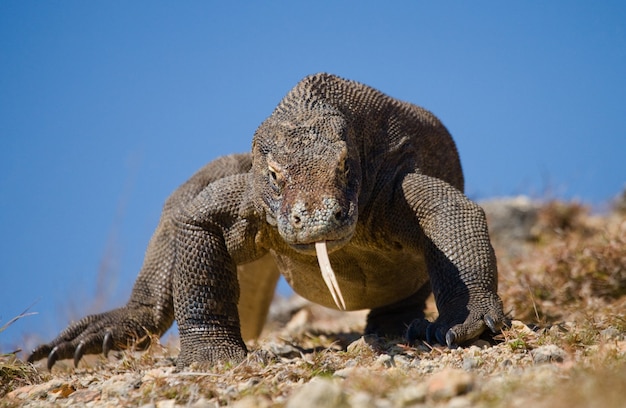 Komodovaraan is op de grond. Indonesië. Komodo Nationaal Park.