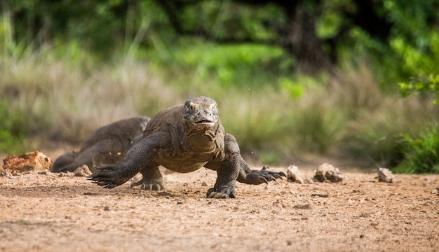 Komodovaraan loopt langs de grond. Indonesië. Komodo Nationaal Park.