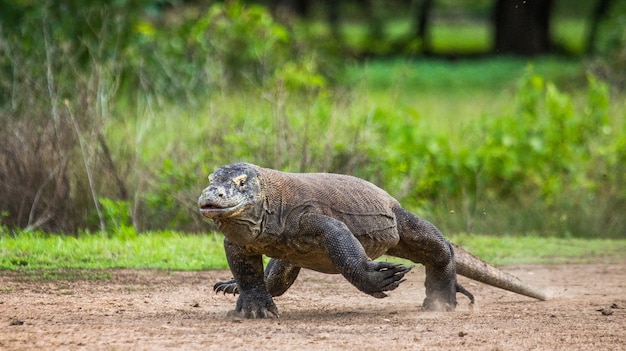 Komodovaraan loopt langs de grond. Indonesië. Komodo Nationaal Park.