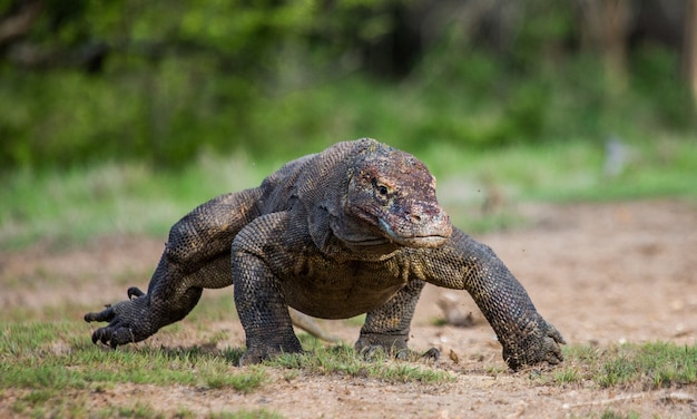 Komodovaraan loopt langs de grond. Indonesië. Komodo Nationaal Park.