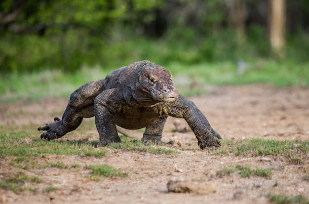 Komodovaraan loopt langs de grond. Indonesië. Komodo Nationaal Park.