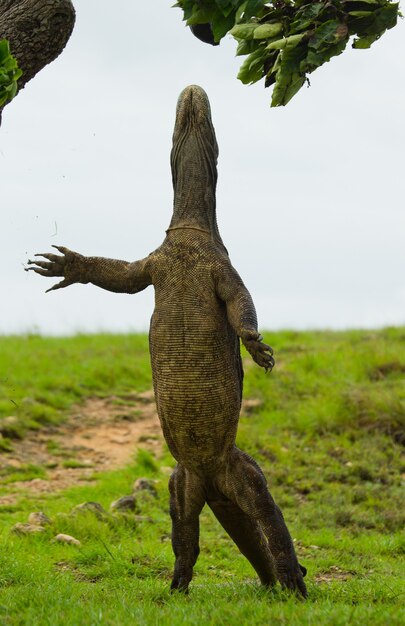 Foto komodovaraan staat rechtop op hun achterpoten. indonesië. komodo nationaal park.